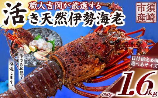 
                  活き 伊勢海老 600g ~ 1.6kg 以上 （ 1尾 から 4尾 ） 吉岡 ( サイズ混合 えび エビ いせえび 高級 鮮魚 イセエビ 海鮮 魚介 刺身 焼き物 汁物 ギフト 贈答 贈り物 祝い 歳暮 中元 高知 天然 海の幸 高知県 須崎市 )IKY029-2x-all
                