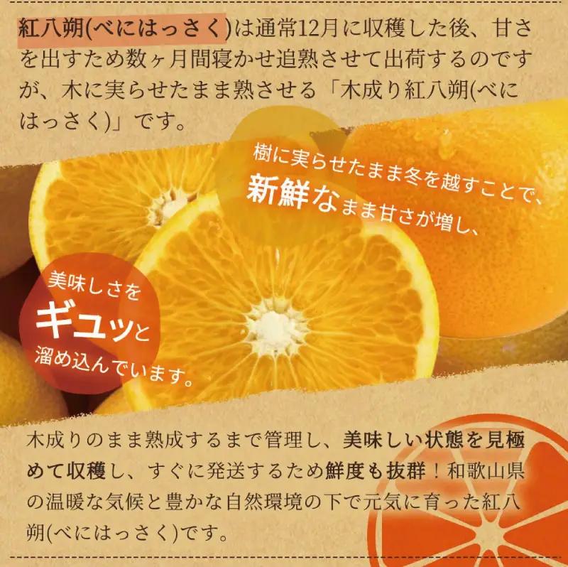 【先行予約】紀州有田産木成り完熟紅八朔８kg ※2027年2月下旬頃〜2027年3月中旬頃に順次発送予定（お届け日指定不可）/ みかん 不知火 和歌山 フルーツ 有田【uot795】