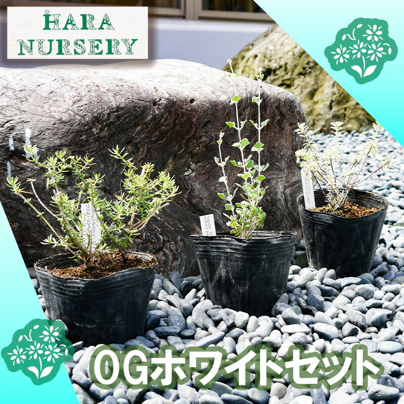 【ふるさと納税】OGホワイトセット 花 苗 植物 家庭菜園 花壇 プランター ガーデニング（BS181）