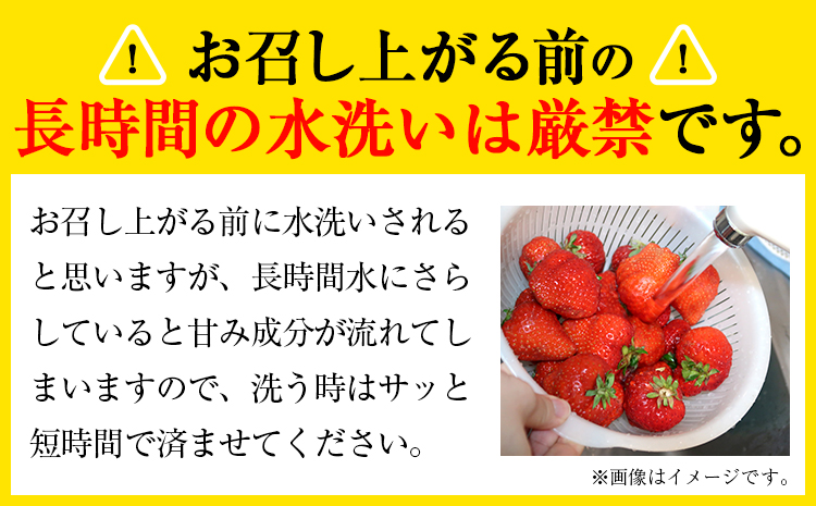 ★2026年出荷分★【先行予約】あまおう 1080g(約270g×4パック) 【着日指定不可】《2月中旬-4月末頃出荷予定》いちご 選べる 出荷 配送 時期---fn_ctama_2c4m_25_10