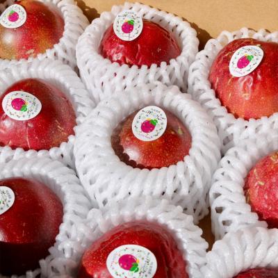 ふるさと納税 関市 数量限定 糖度18度 パッションフルーツ果実 10個入り【7月下旬〜10月下旬に順次発送】 |  | 01