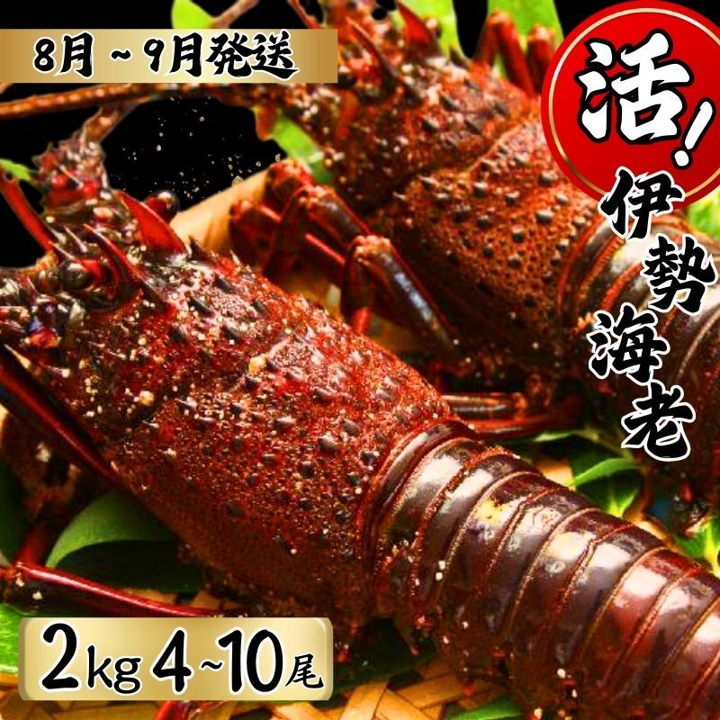 【ふるさと納税】 【8月上旬〜9月下旬発送】 【漁師直送／生】 伊勢海老 （2kg／4〜10本） 銚子港