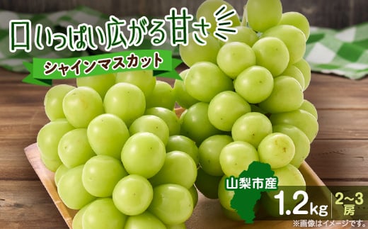 やみつきシャインマスカット 優 1.2kg (2～3房)【1304362】