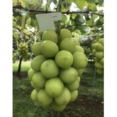 山梨市産シャインマスカット(極上)1房(650g以上)【配送不可地域：離島】