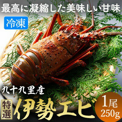 【ふるさと納税】 甘い ! 旨い ! 活け〆 リキッド 冷凍 伊勢海老 (刺身用) 約250g/1尾入り イセエビ エビ プリプリ 急速冷凍 瞬間冷凍 冷凍 真空個装 真空パック 刺身 生食用 魚介 新鮮 高級 人気 お祝い ギフト 不動丸 千葉県 旭市