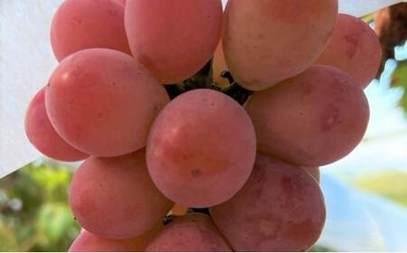 ぶどう 2024年 先行予約 クイーンニーナ 2房 合計約1kg 種無し ブドウ 葡萄 岡山市産 国産 フルーツ 果物 渡邊農園 [No.5220-1712]