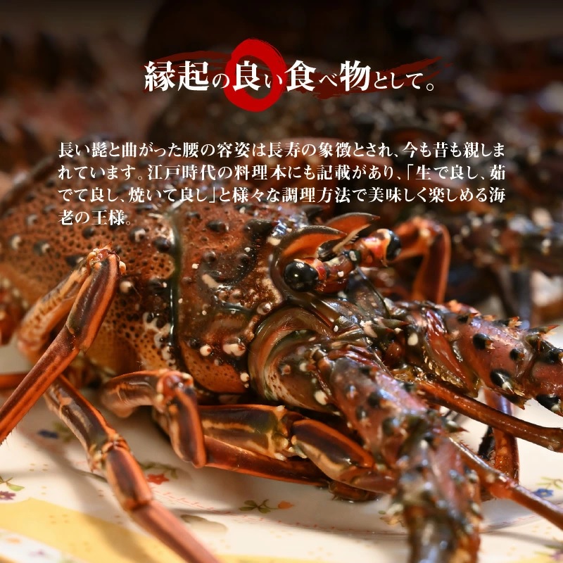 ■【漁師直送】活き〆冷凍 天然伊勢海老 600g （1～2尾）　W005-010u