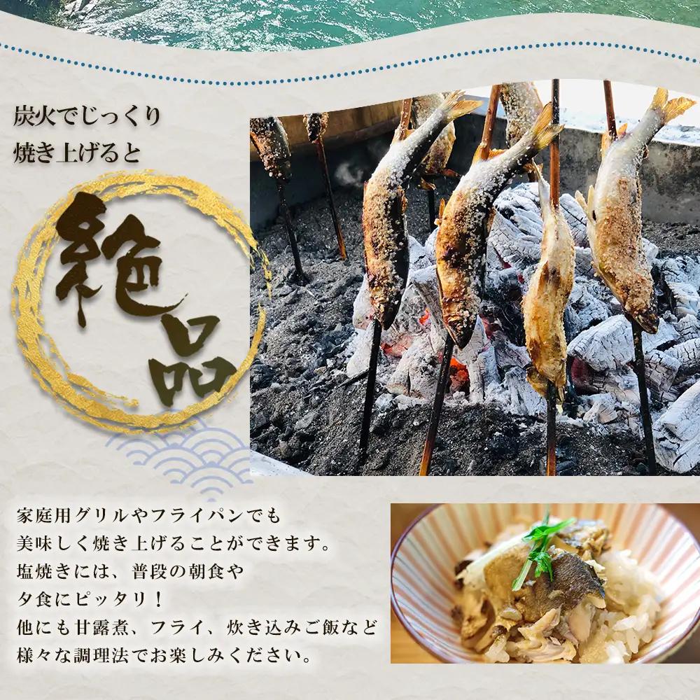 冷凍鮎　約500g 鮎 川魚  3E5