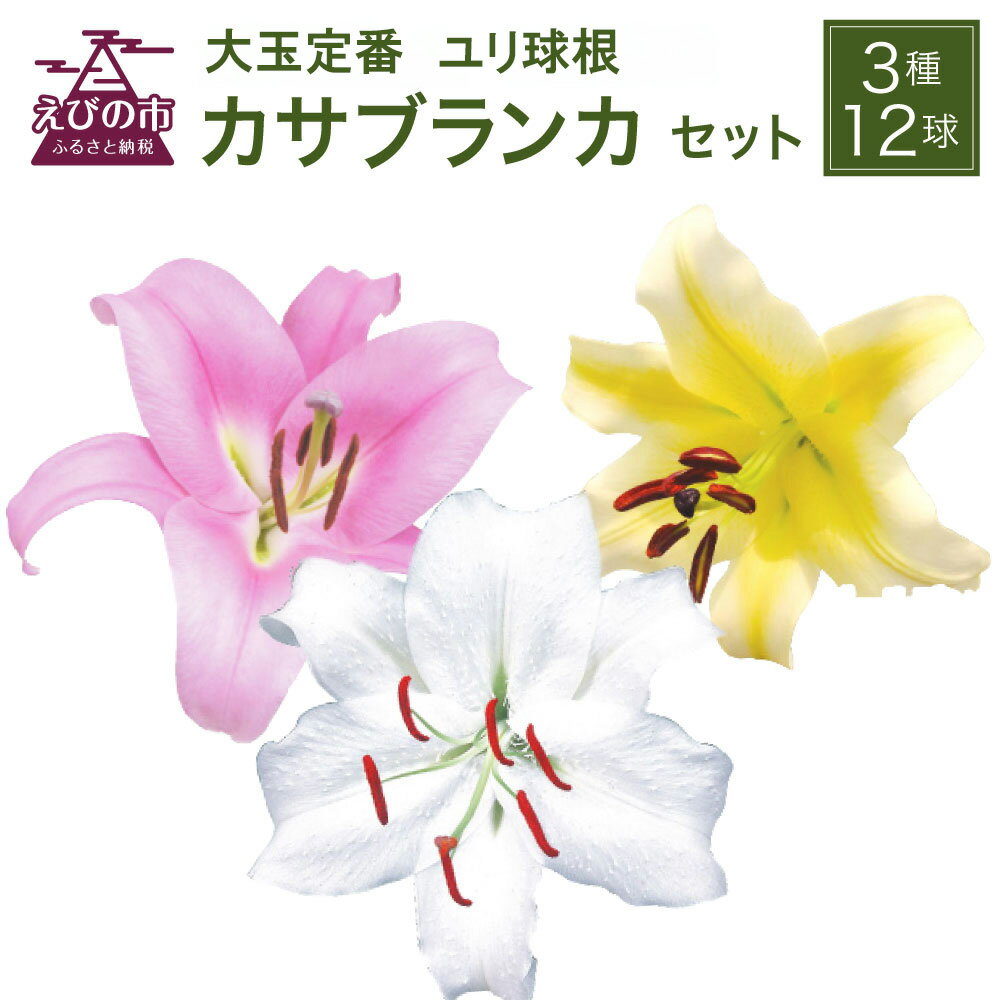 【ふるさと納税】ユリ球根 カサブランカ 3種 各4球 合計12球 球根 大球定番 (プレミアムカサブランカ・ゴールデンカサブランカ・ピンクカサブランカ) 花 フラワー セット 園芸 ガーデニング 植物 高品質 送料無料