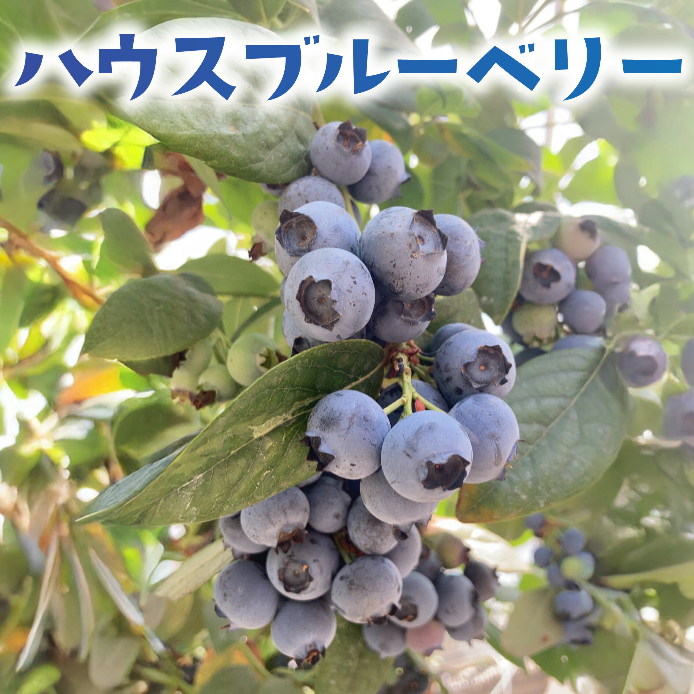 【ふるさと納税】 ハウス ブルーベリー 生 冷蔵 先行予約 4月出荷 400g 国産 果物 フルーツ 甘い 美味しい こだわり 春 数量限定 デザート ジャム コンポート スムージー ヨーグルト タルト 新鮮 産地直送 農家直送 早生品種 温室 温室栽培 加藤園芸 神奈川 湘南 藤沢