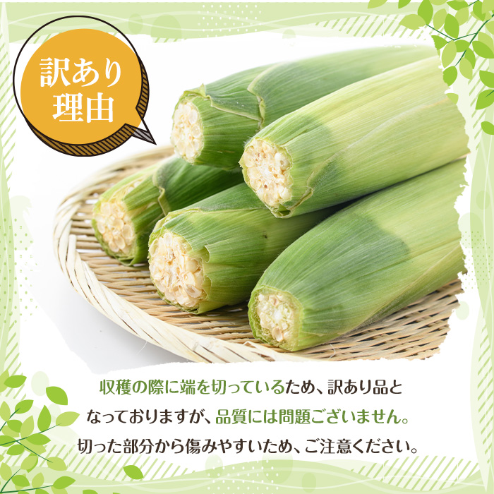 ＜2025年6月中旬以降順次発送予定＞訳あり！白いとうもろこし「あられやこんコーン」(21本) 国産 トウモロコシ 玉蜀黍 ホワイト コーン 野菜 糖度 夏 イネ科 数量限定 期間限定 訳アリ 旬 【