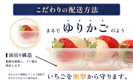 【2027年１月以降発送！】【北海道産】ゆきいちご（白いちご） 2Pセット 250g×2 計500g 苺 イチゴ 白いちご 一季成りイチゴ ゆきぼたん パールホワイト 希少 高級 ギフト お取り寄せ 