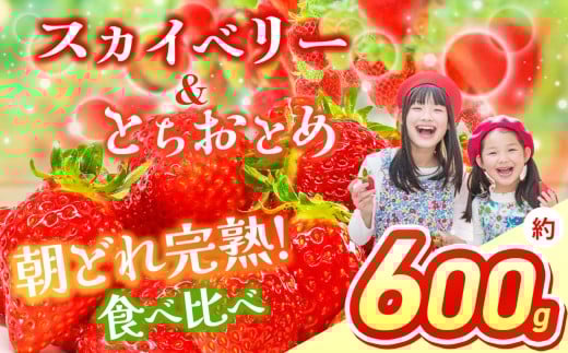 【2026年先行予約】 スカイベリー＆とちおとめ 食べ比べ 300g×2 | 果物 くだもの フルーツ 野菜 やさい ヤサイ 苺 イチゴ いちご とちおとめ スカイベリー 食べ比べ 新鮮 甘い 数量 限定 美味しい 果物 フルーツ デザート 栃木県 那珂川町 送料無料