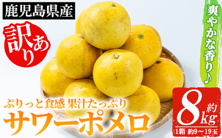 【訳あり】3月から発送予定！いちき串木野市特産サワーポメロ8kg箱（L～5Lサイズ／9玉～19玉）【A-1848H】