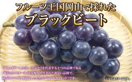 岡山県産 ブラックビート 約600g（1房）【2026年8月上旬～9月上旬発送予定】 ぶどう ブドウ 葡萄