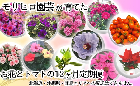 お花・トマト定期便 モリヒロ園芸 鉢花 ミニトマト お花・トマト定期便【12ヶ月】