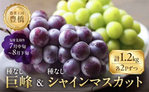 ≪先行予約 2026年発送≫ たっぷり1.2kg 豊橋産 皮ごと 種なしシャインマスカット300ｇ×2 種無し巨峰300ｇ×2 ブドウ ぶどう マスカット フルーツ 甘い 1.2キロ 果物  詰め合わせ  食べ比べ 8月お届け
