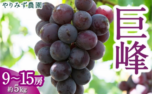 【先行予約】 やりみず農園 巨峰 9房から15房 （約5kg） 【2025年8月中旬から8月下旬 出荷予定】 葡萄 ぶどう ブドウ 果物 くだもの フルーツ 果実 新鮮 フレッシュ 朝採り直送 お取り寄せ 福岡県 うきは市