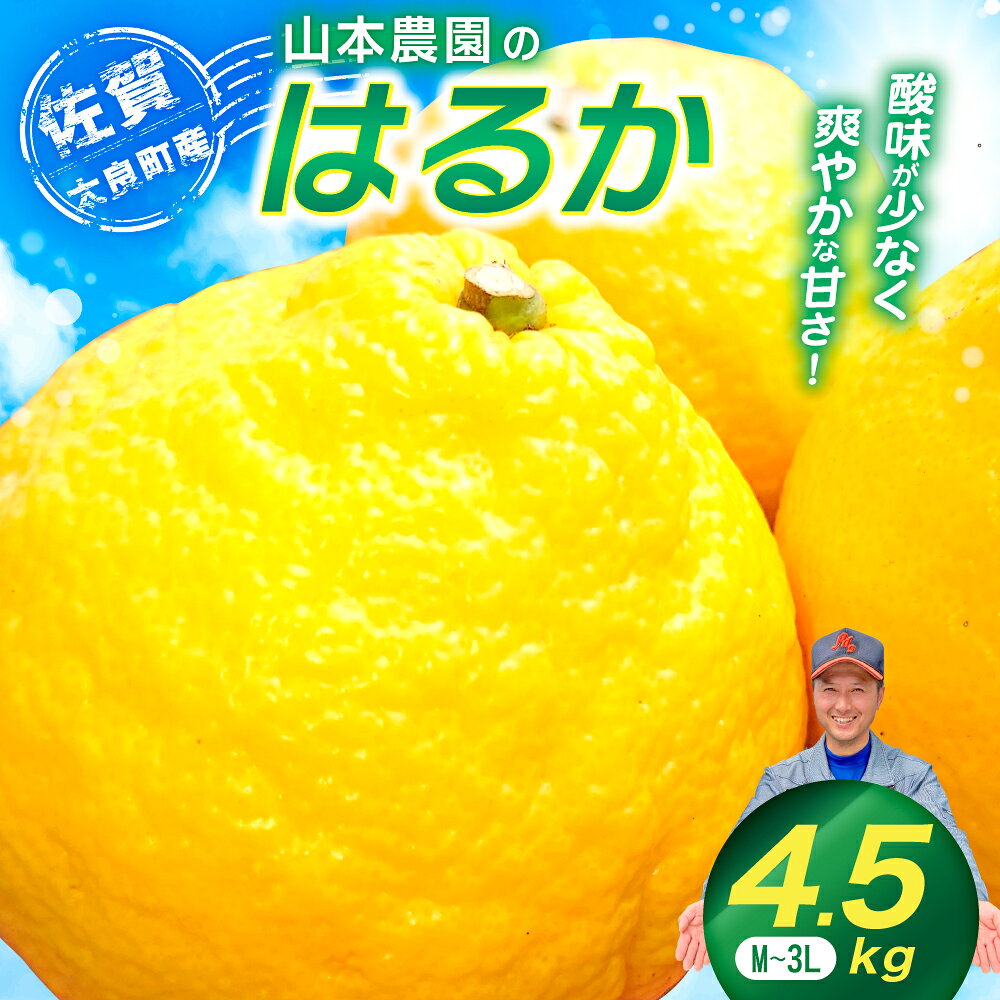 【ふるさと納税】山本農園のはるか 4.5kg 【2026年1月下旬～4月下旬発送予定】 柑橘 日向夏 みかん 佐賀県 太良町 L67x1