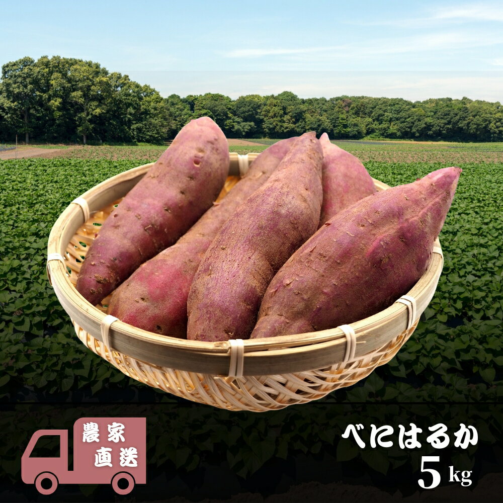 【ふるさと納税】べにはるか 5kg 紅はるか 生さつまいも 農家直送 さつまいも 薩摩芋 サツマイモ