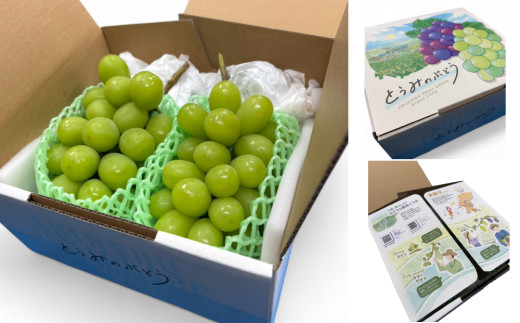 【2026年発送】農家直送！朝どれ 長野県 東御市産 シャインマスカット2房（1.1kg以上）｜Ruga grape farm｜国産 人気 新鮮 種なし 皮ごと 高級 くだもの 完熟 ブドウ フルーツ 旬 贈答 プレゼント 化粧箱 信州 先行予約 ※2026年9月上旬以降発送予定