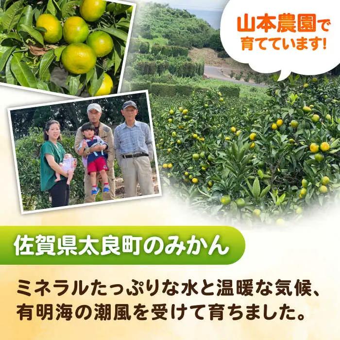 【2026年9月中旬以降発送】早熟みかん 計3kg（2.6kg＋400g傷み保証分） / みかん 柑橘 / 佐賀県 / 山本農園 [41ATBT001]