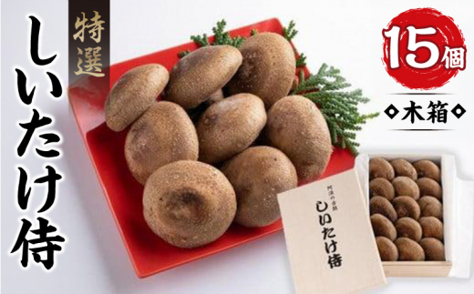 しいたけ 15個 木箱 肉厚 直径 8cm以上 野菜 きのこ キノコ 椎茸 茸 シイタケ 生しいたけ 侍 特選 簡単調理 健康 お中元 ギフト 贈答 お祝い お盆 徳島 しいたけ侍 木箱大【1箱15個入り】
