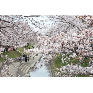 【返礼品なし】高田千本桜や大和高田市内の都市公園などの桜への寄附　1口:10,000円