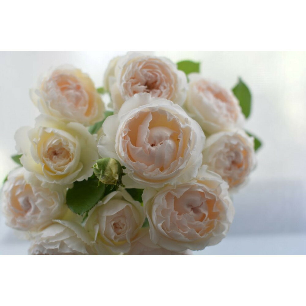 【ふるさと納税】【先行受付】バラ鉢苗　ミエル・ドゥ・フォレ【2026年4月下旬より発送】河本バラ園