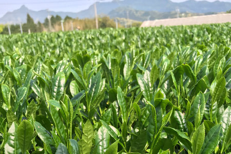 緑茶 長崎 そのぎ茶 特上 夕凪 90g 3袋