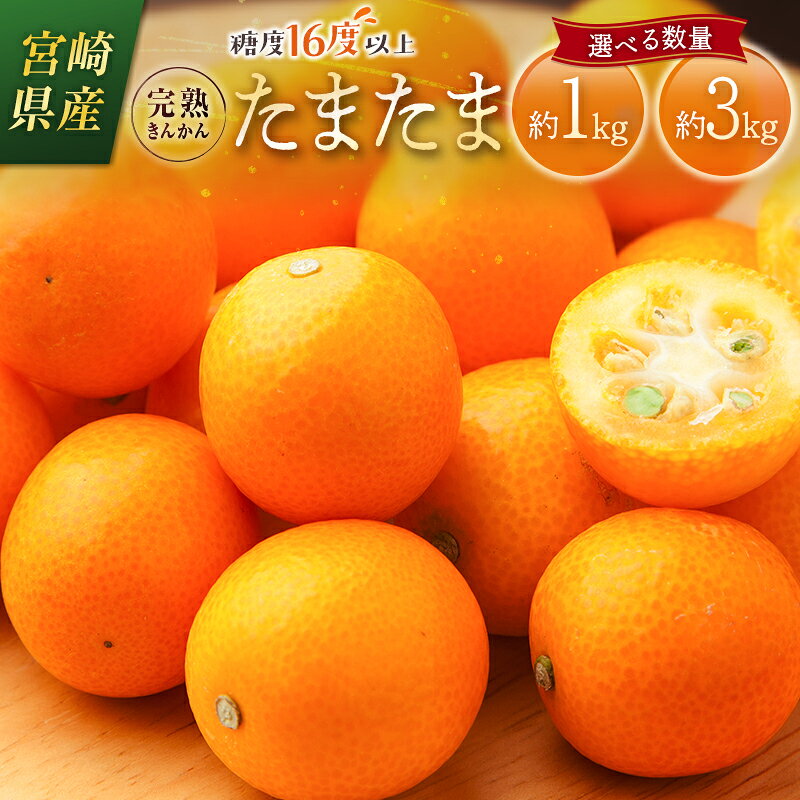 【ふるさと納税】＜2027年発送＞完熟きんかん「たまたま」 約1kg～3kg 糖度16度以上 ブランド 金柑 柑橘 宮崎県産