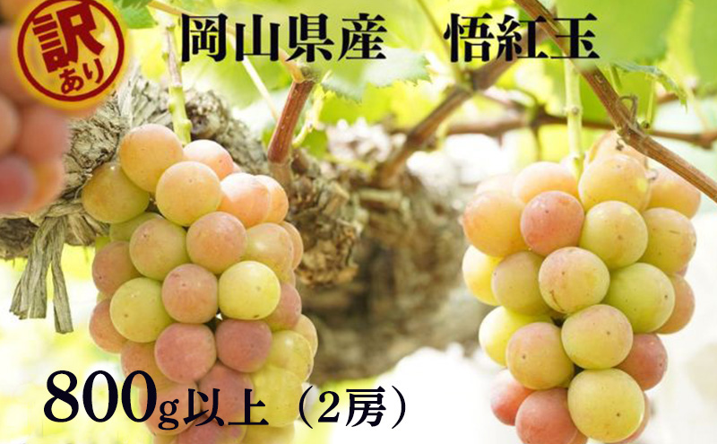 訳あり 悟紅玉  旧ゴルビー 2房 合計800g以上 産地直送 朝採れ ぶどう 葡萄 岡山 Kawahara Green Farm 岡山県産 2025年