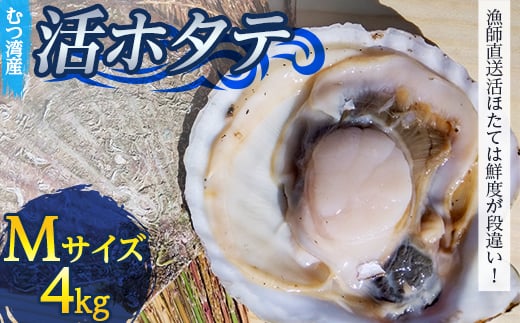 むつ湾で獲れた活ホタテ Mサイズ 約4.0kg【活ほたて本舗】 ホタテ ほたて 帆立 活ホタテ 生ほたて 生ホタテ 刺身 殻付き 海鮮 新鮮 貝 貝柱 魚介 青森 青森県 東北 むつ湾 陸奥湾 海鮮 BBQ バーベキュー キャンプ 4kg F21J-078