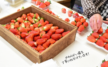 【2026年先行予約】 いちご 「 アイベリー ( 愛ベリー )」 大粒 12粒~15粒入り 1箱 甘い いちご 苺 イチゴ 果物 フルーツ 2026年 先行予約 先行 予約 千葉県 東庄町