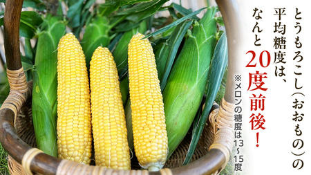 ＜令和6年産＞ 【 先行予約 ・ 7月中旬以降発送】 【数量限定】 八千代町産 農家直送 朝採りとうもろこし おおもの 6kgトウモロコシ スイートコーン 産地直送 [AX027ya]