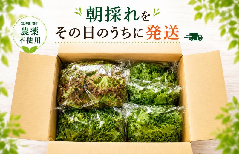 【朝採れ発送】ごちそうレタス 3種食べ比べセット（8袋・栽培期間中農薬不使用）【大阪 泉佐野 大阪府 泉佐野市】