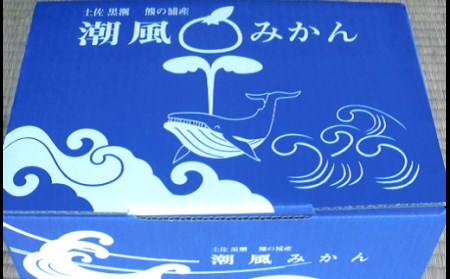商標登録 潮風みかん 5kg 高知県 黒潮町産［1289-2］