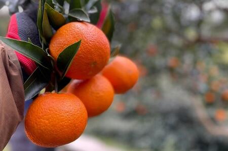 【2026年発送】家庭用・訳あり 屋久島産たんかん5kg満杯箱(M～3Lサイズ混合・約30玉前後)