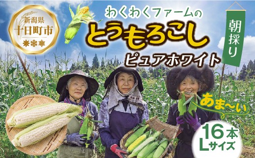 
                  令和7年産 朝採れ とうもろこし ピュアホワイト Lサイズ 16本 甘い 国産 トウモロコシ 産地直送 新鮮 フレッシュ コーン 農園 野菜 農作物 わくわくファーム 送料無料 グルメ 
                