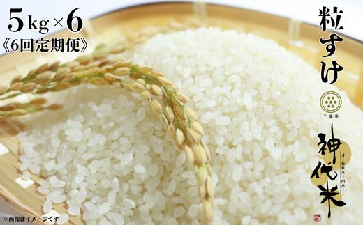 《6回定期便》神代米（粒すけ）　精白米　5kg ／ 米 こめ コメ ごはん ご飯 神代米 粒すけ 令和7年産 精米 5kg 定期便 送料無料