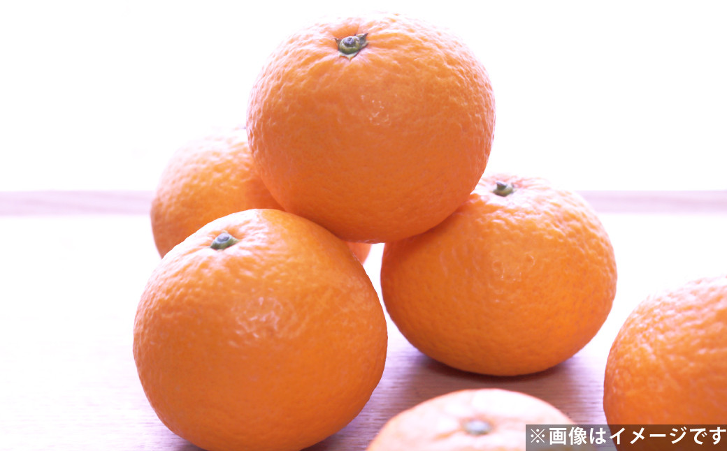 清見 オレンジ 約5kg