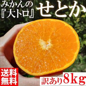 せとか ＜別名-みかんの大トロ＞ 和歌山県有田川町産 オレンジ 家庭用 8kg