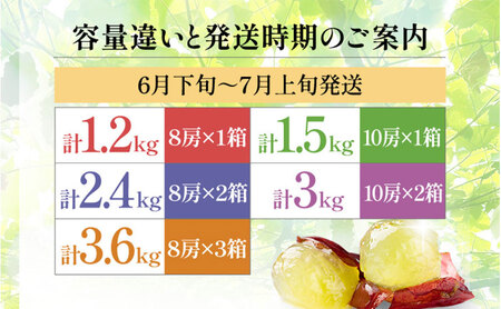 【2026年先行予約】苗から厳選 デラウェア1.5kg(10房) 6月下旬～7月中旬発送 特選 期間限定 大粒 ぶどう ブドウ フルーツ 果物 くだもの おすすめ