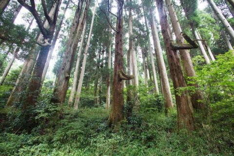 【小国町森林組合】阿蘇小国杉 小国杉 天然木 SDGs 国産材 阿蘇 熊本 小国 木製 文具 ステーショナリー 木目 ファイル A4サイズ 2枚組 贈り物 ギフト 贈答 プレゼント ノベルティにおすす