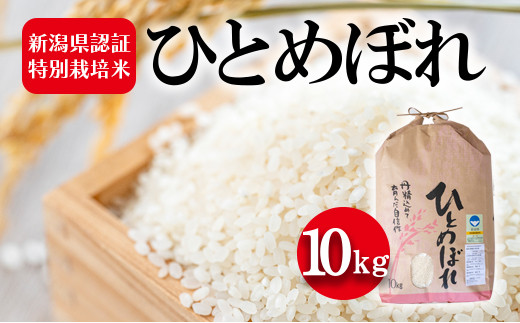 令和7年度産　新潟県認証特別栽培米 ひとめぼれ10kg お米 白米 ライス 精米 ご飯 新潟県産 おにぎり お弁当 和食 ブランド米 粘り 甘み 旨み