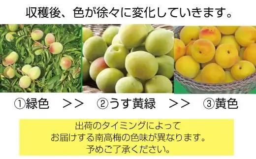 【先行予約】和歌山県産 紀州熟南高梅 生うめ 約3kg (S・Mサイズ混合) 訳あり ご家庭用 青梅 黄梅 梅干し 梅酒 シロップ ジャム用 2026年6月下旬〜7月上旬発送【art043】