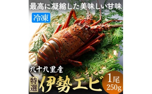 甘い!旨い!冷凍品とは思えない!活け〆リキッド冷凍伊勢海老(刺身用) 約250g/1尾入り_ 海老 伊勢海老 えび エビ 海鮮 魚介 甲殻類 産地直送 国産 刺身 冷凍 人気 おすすめ 贈答 ギフト 甘い お取り寄せ 真空 【1476624】