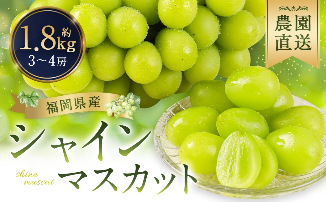 
                  シャインマスカット 農園直送｜収穫当日発送・アフター保証 約1.8kg（3〜4房）【2026年8月上旬～8月下旬発送予定】福岡県産 フルーツ ぶどう
                