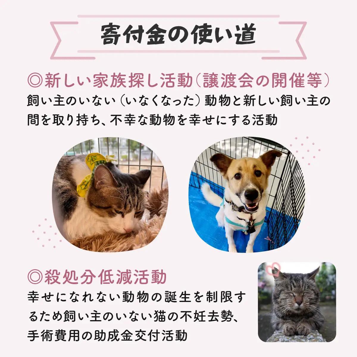 日本動物愛護協会殺処分低減活動への寄附【犬猫殺処分ゼロ】（返礼品なし）【MRI-AiD】【寄付額：5万円】【pr-0902-7】