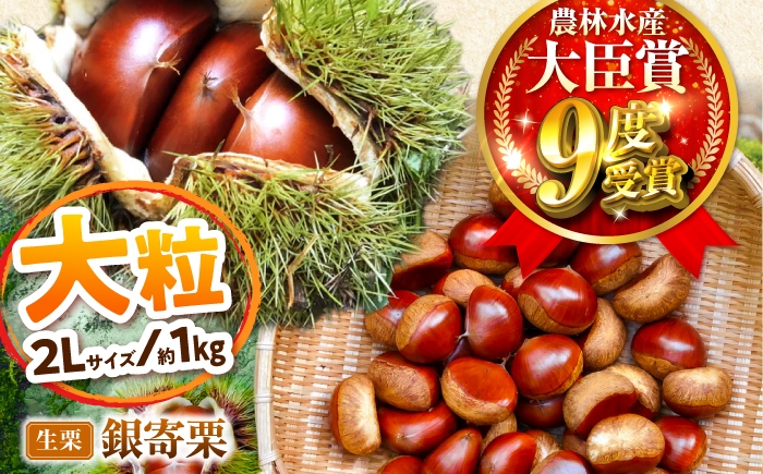 
                  【先行予約】大粒銀寄栗 2L 1kg 約40粒 農林水産大臣賞9度受賞 / 栗 くり 和栗 生栗 銀寄 銀寄栗 大粒 2L 栗ご飯 内子町 / 萬奥農園 [BKCC002]
                